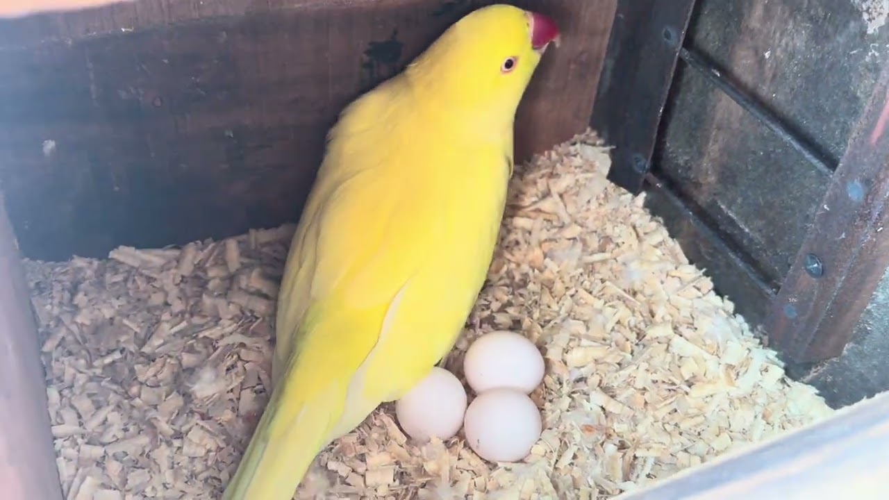 Some yellow ringneck pairs started laying eggs 