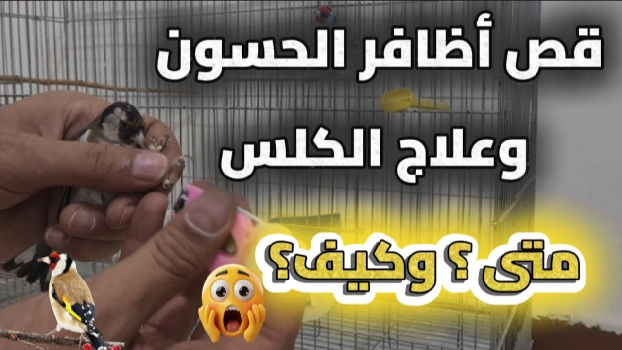 طريقة قص أظافر الحسون وعلاج الكلس متى؟ وكيف؟ | #الحسون #طيور #birds #goldfinch #nature 