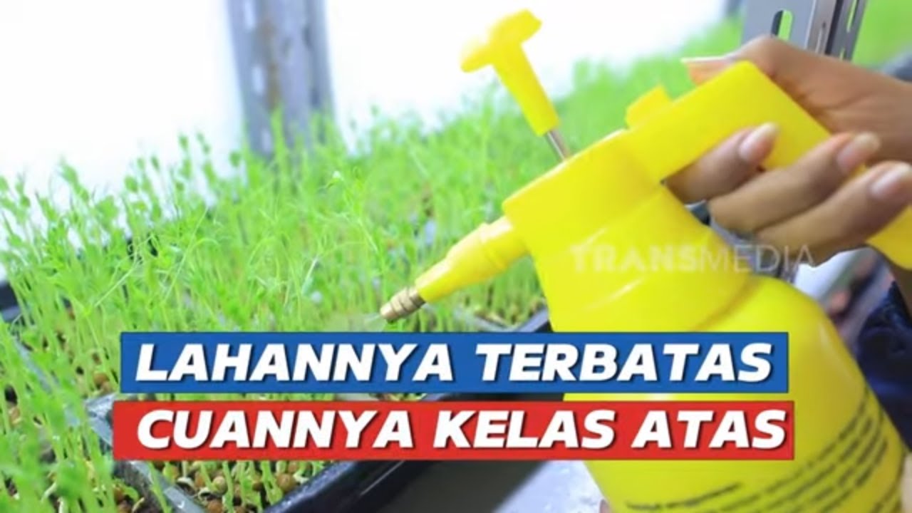 Lahannya Terbatas Cuannya Kelas Atas | CUAN BOSS (14/09/24)