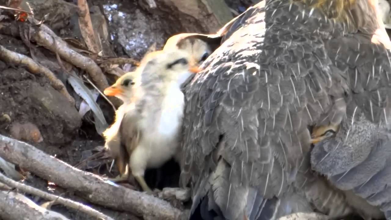 Mother hen gathers her chicks - Yeshua and Israel