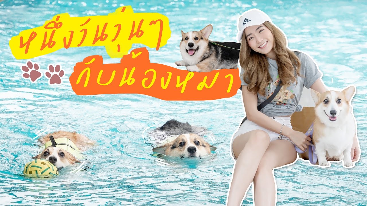 🐶One day with me & corgi หนึ่งวันวุ่นๆกับหมาๆ เหนื่อยมากแม่ | Pawfect time | EARNPATT.♡