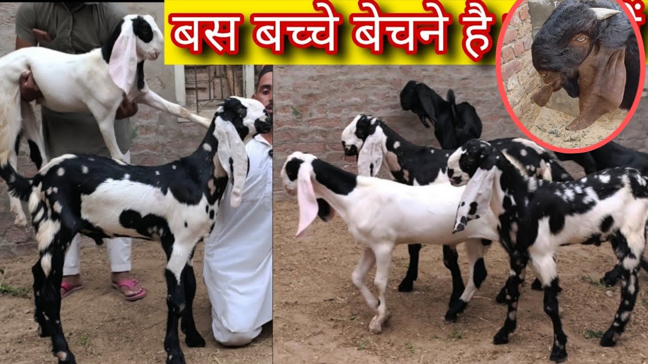 पालने वाले पंजाबी बीटल बच्चें बिकाऊ 