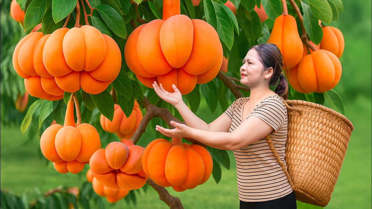 Harvesting Rare Mutant Wild Sour Fruits | The Ancient Drink That Surprised Scientists!