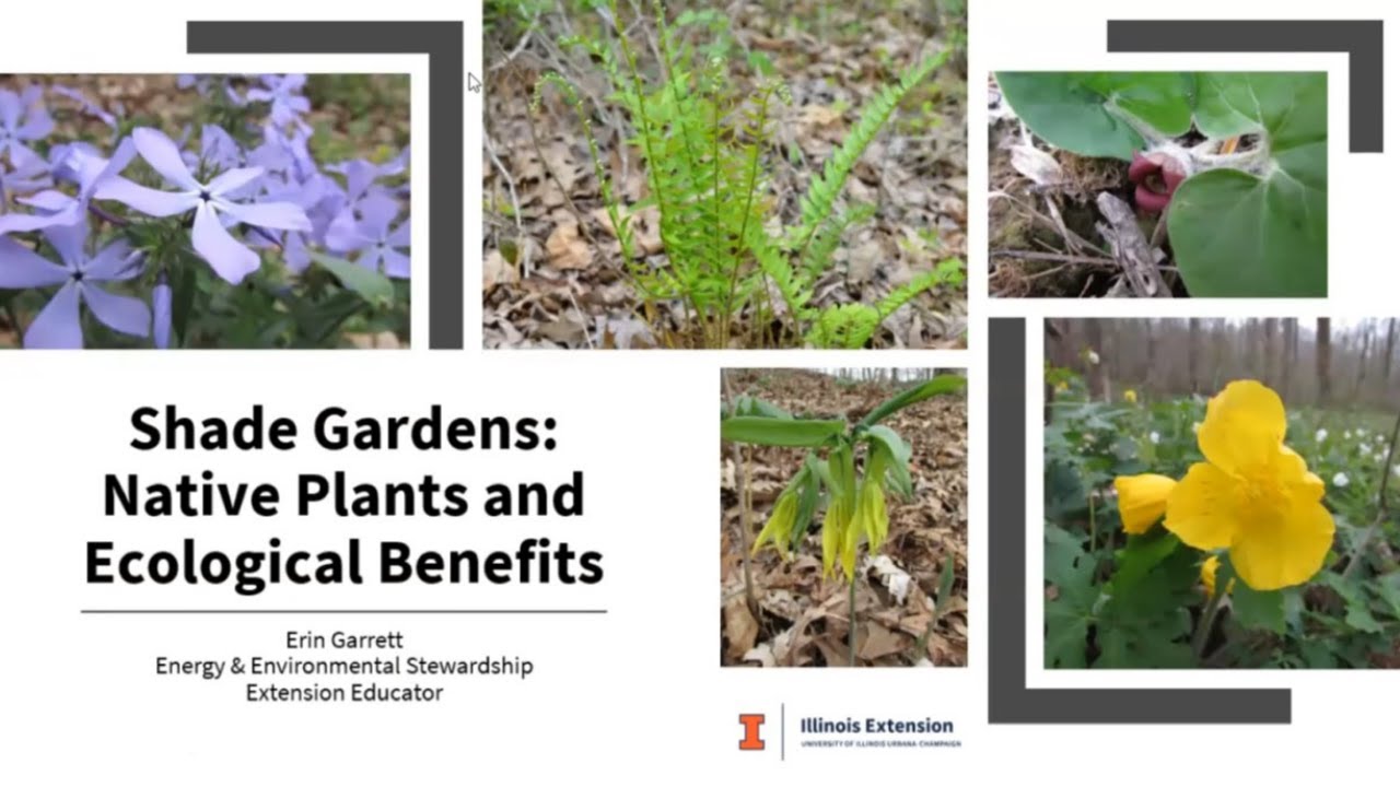 Native Plants for the Shade Garden