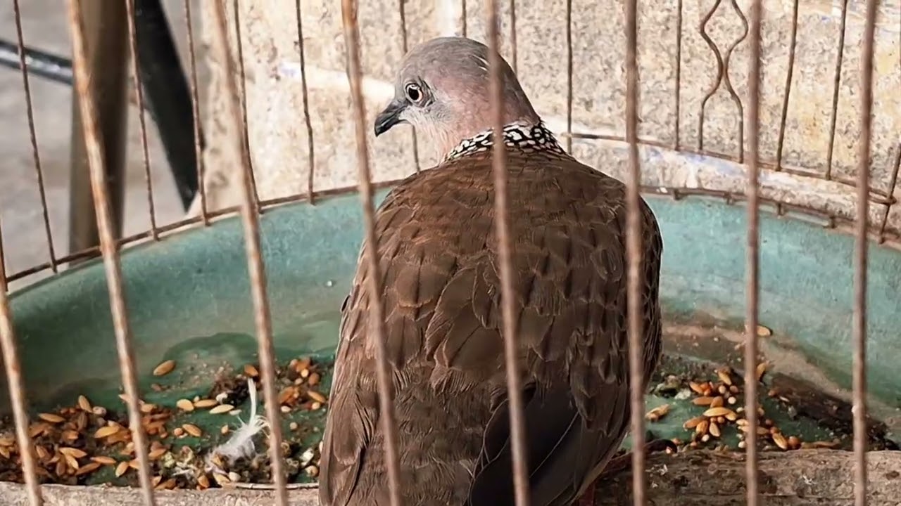 436(BÃO TỒN)  ( HÀN SIÊU TẦM) BỔI SẤM THỔ GÙ CÀ LĂM NƯỚC CỰC HAY CỨNG GÙ AE KẾT ĐT 0393317436