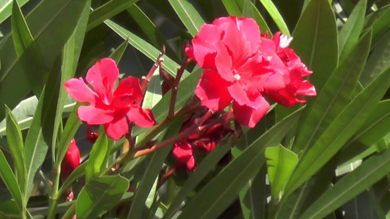 Panasonic HC-V727 - Effectiveness of the image stabilizer O.I.S.