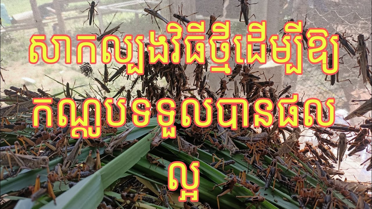 សាកល្បងវីធីថ្មីដើម្បីឲ្យកណ្ដូបទទួលបានផលល្អជាងមុន #របៀបចិញ្ចឹមកណ្ដូប