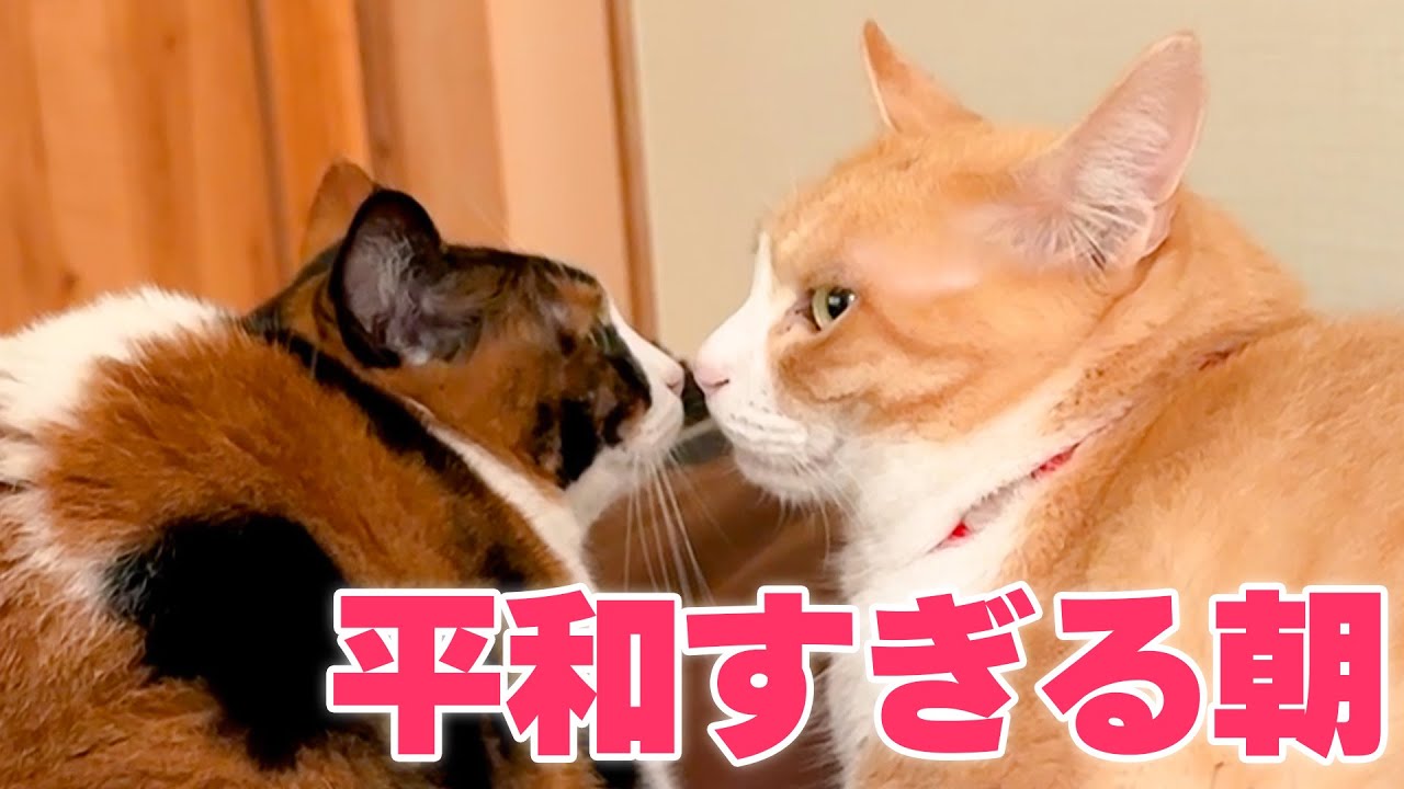 猫たちが喧嘩をしない幻の朝を迎えました。