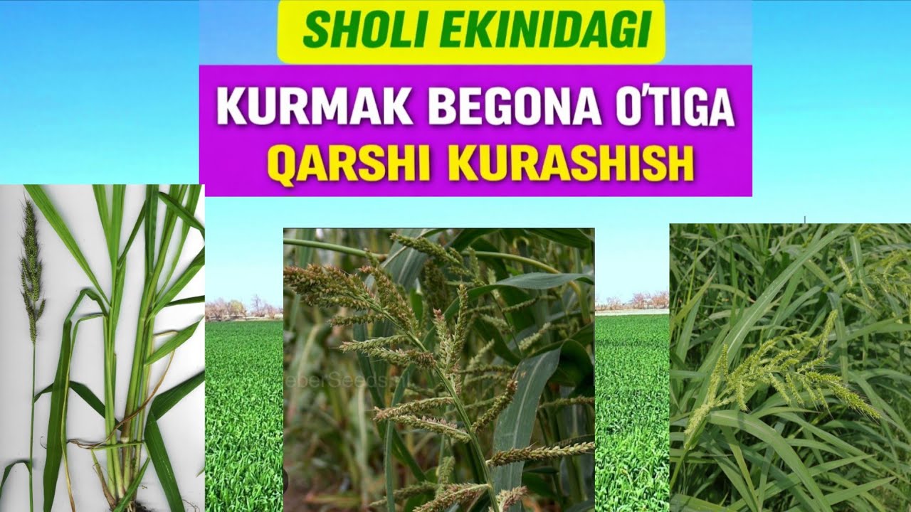 SHOLIDAGI KURMAK (SHAMAK) BEGONA O‘TIGA QARSHI KURASHISH.