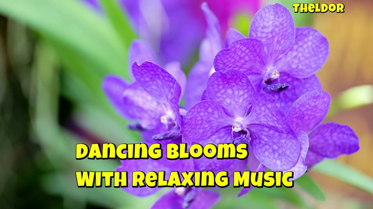 Vibrant Flower Blooms in 4K | Peaceful Music for Relaxation and Calmness
