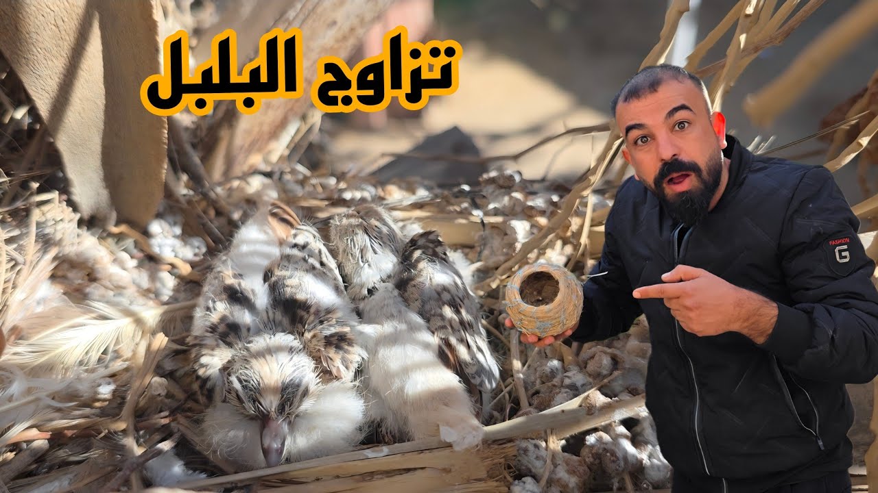 فتح اعشاش الفناجس ولفاخت الملكي #ارام_موسى 