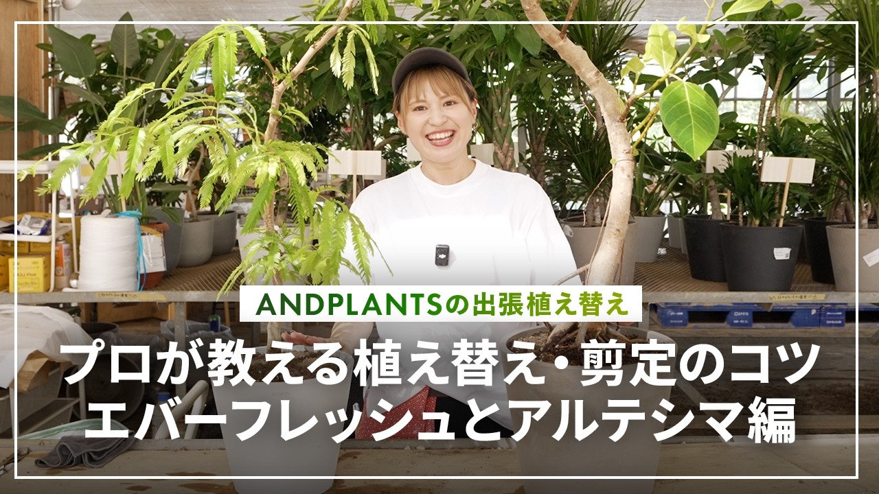 【出張植替】アルテシマ＆エバーフレッシュの植え替えに密着！プロが現場で判断する根の状態と剪定ポイント