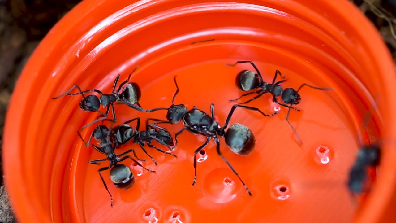 Polyrhachis dives - nadrzewne mrówki PRZĄDKI 😍 + ZIMOWANIE moich koloni