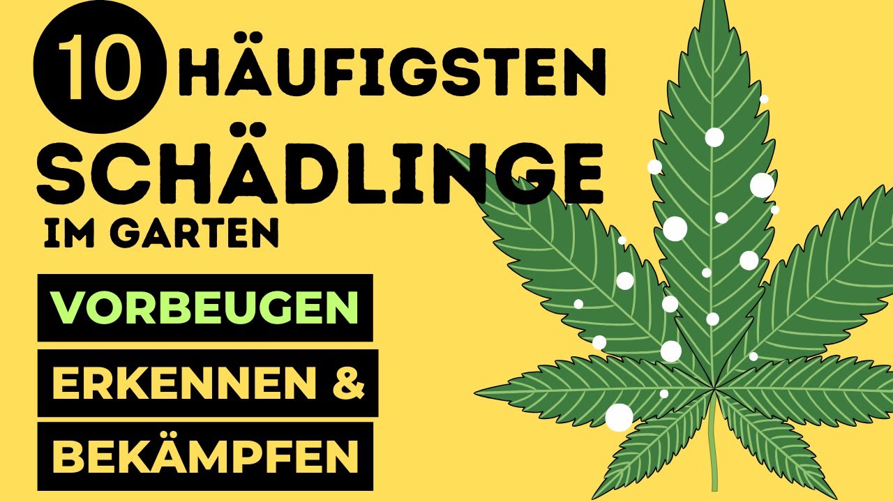 10 h&auml;ufigsten SCH&Auml;DLINGE beim Cannabis Anbau und wie man sie BEK&Auml;MPFT!🕷🪴