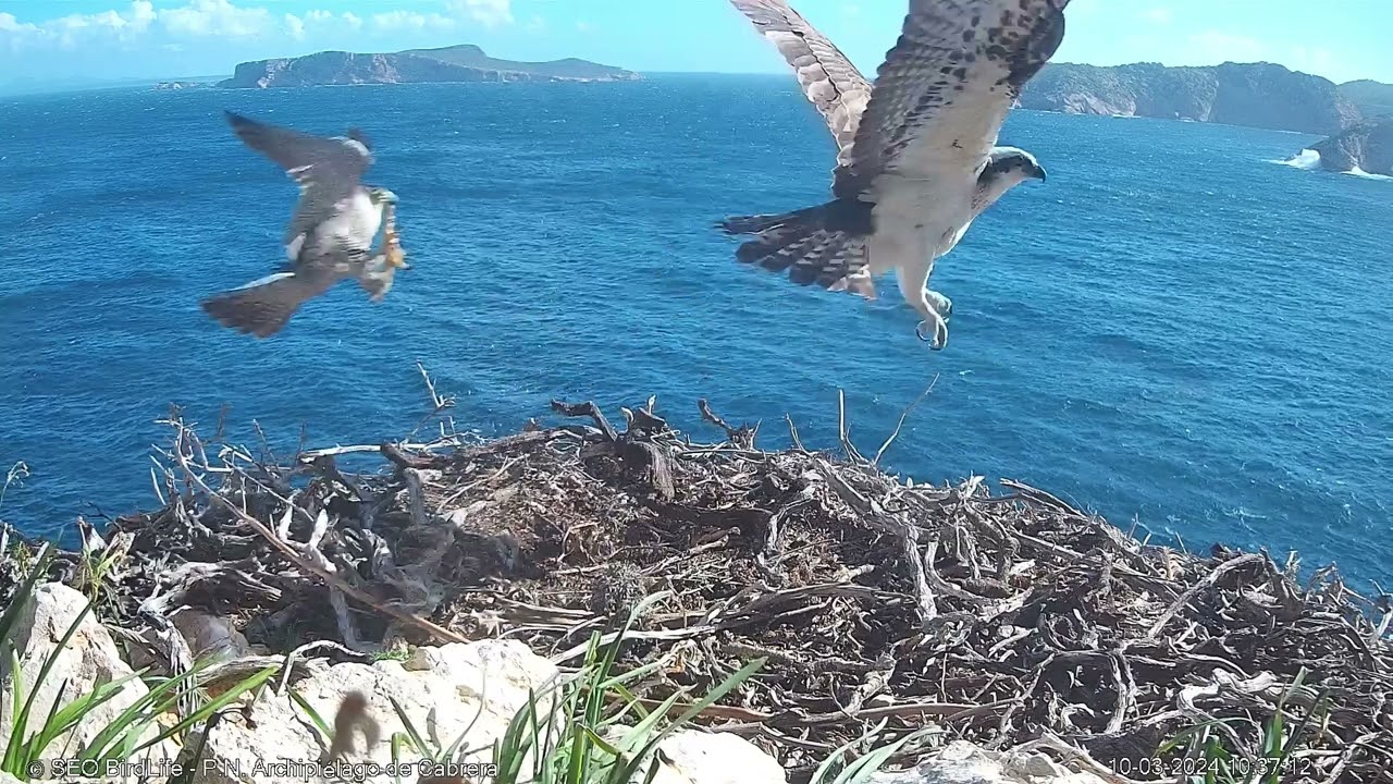 RAPIDÍSIMO ATAQUE DE HALCÓN A PESCADORA-Osprey Spain
