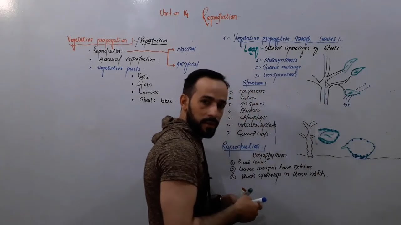 Vegetative Propagation Through Leaves | Asexual Reproduction In Plants | Up Teaching Academy