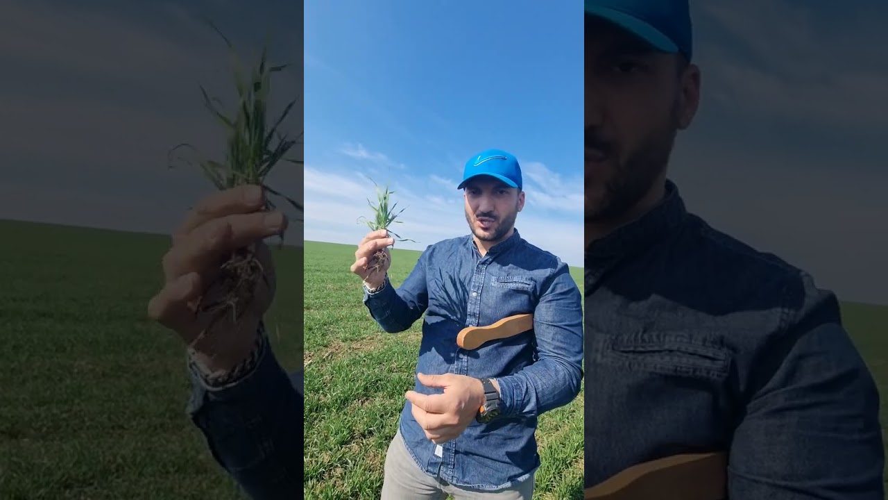 ⚡️Condiții de secetă,ÎNTÂRZIAȚI APLICAREA TRATAMENTELOR cu pesticide de orice tip(erbicid,fungicid)👍