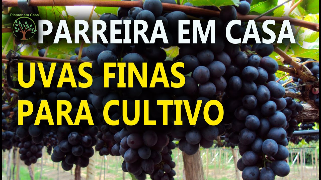 Uvas Finas , Maracujá, Tomate e outros em Turismo Rural em Mogi das Cruzes