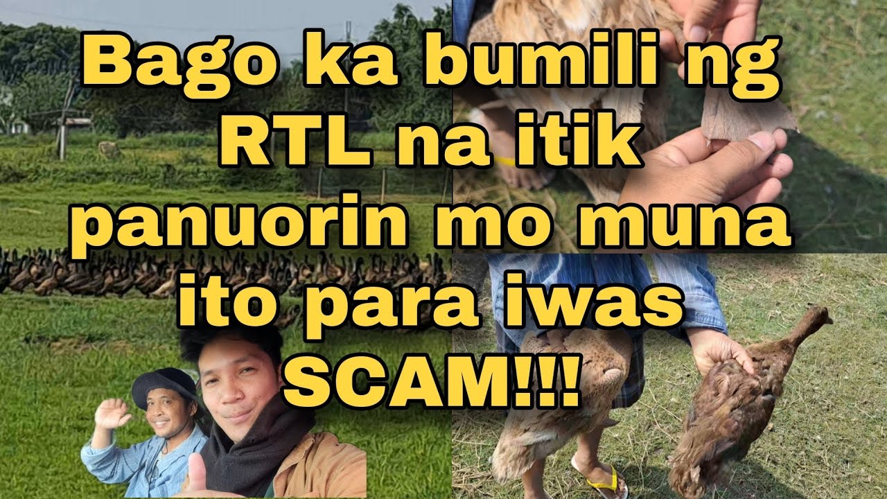 Bago ka bumili ng RTL na itik panuorin mo muna ito para iwas scam.