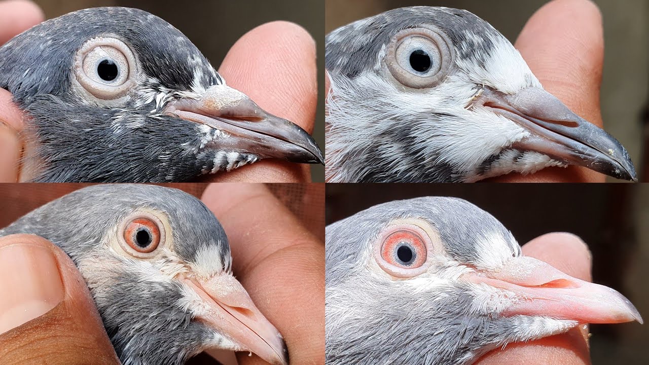 Beautiful Collection of Pigeon Eyes Closeup | Teddy Pigeons | Kamagar Pigeons