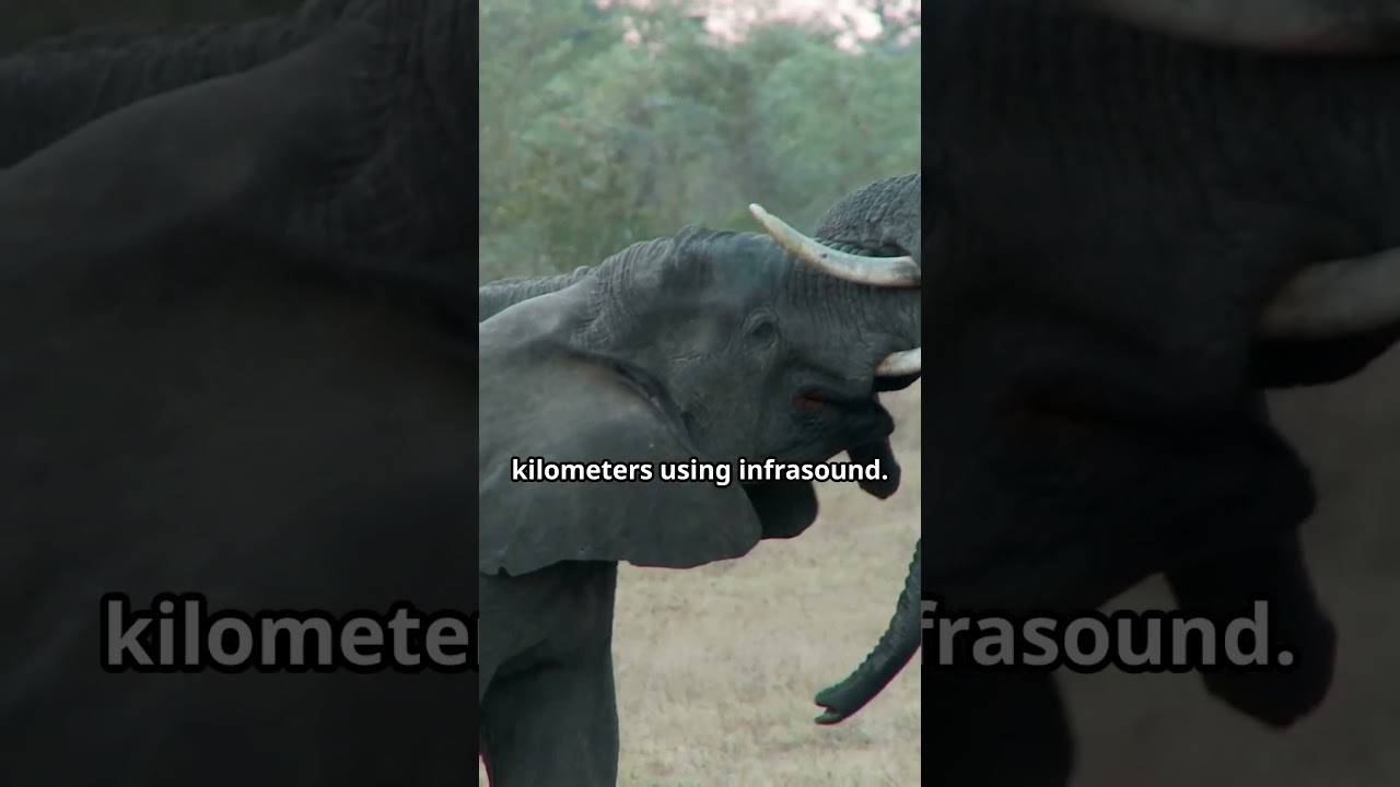 Elephants Use Infrasound to Communicate Across Long Distances | Fascinating Elephant Facts