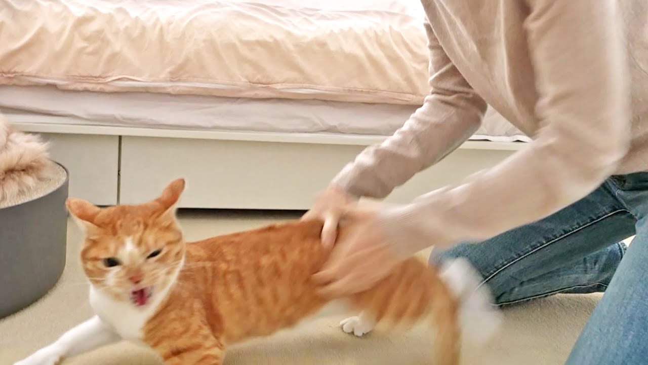 최악의 상황..! 입양한 길고양이가 마음을 열 수 있을까?