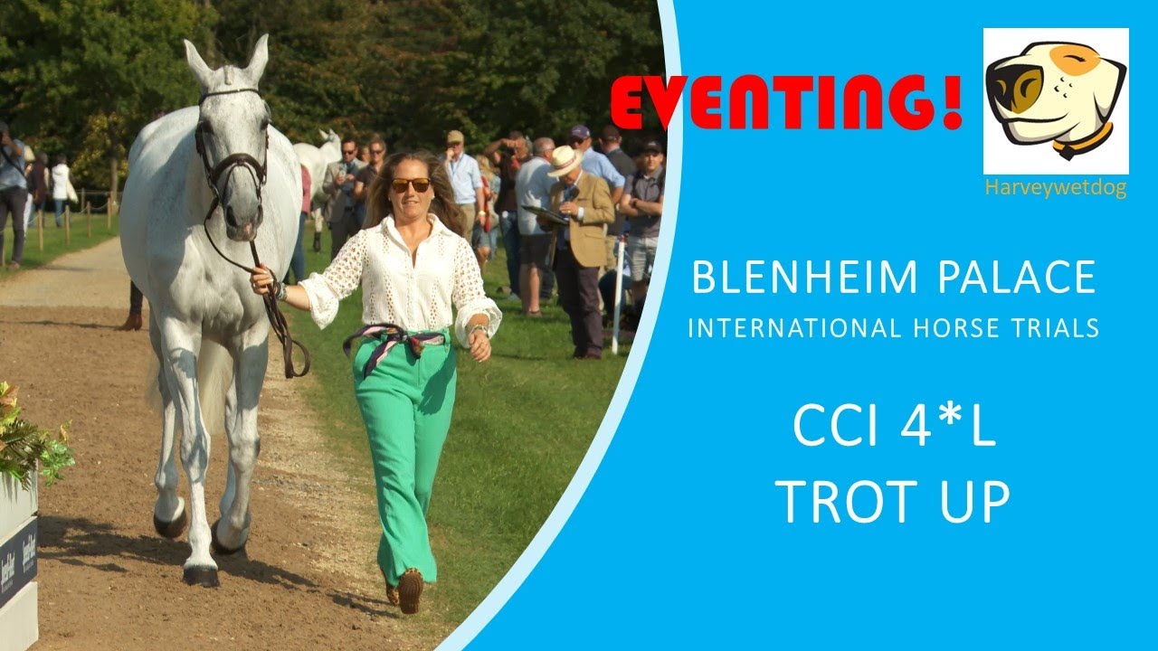 Blenheim Palace International Horse Trials CCI 4*L Trot Up #eventing