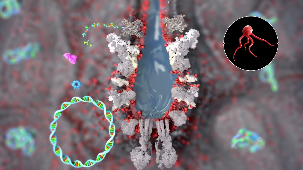 Primary Mitochondrial Myopathy - Mechanism of Disease