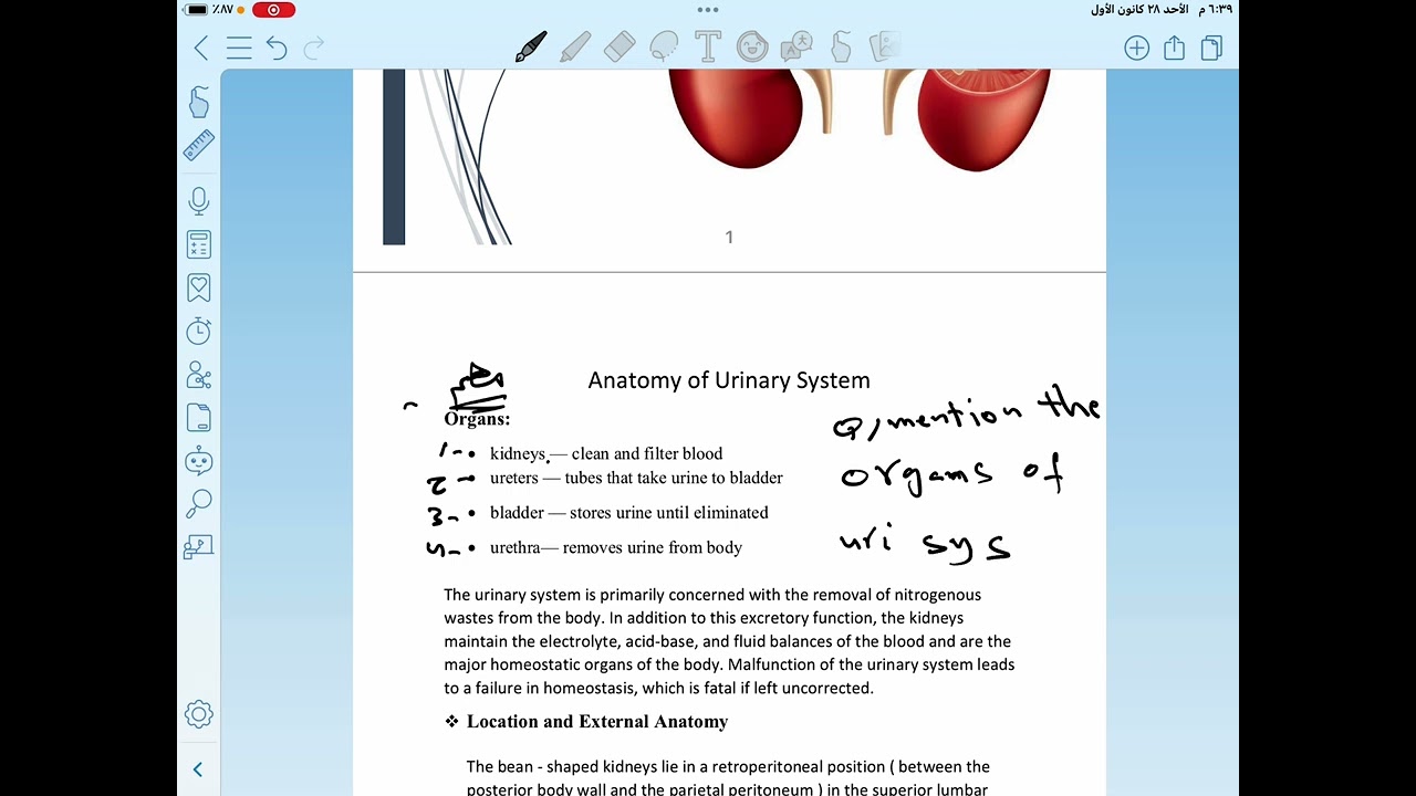 Anatomy of Urinary system / part one 1