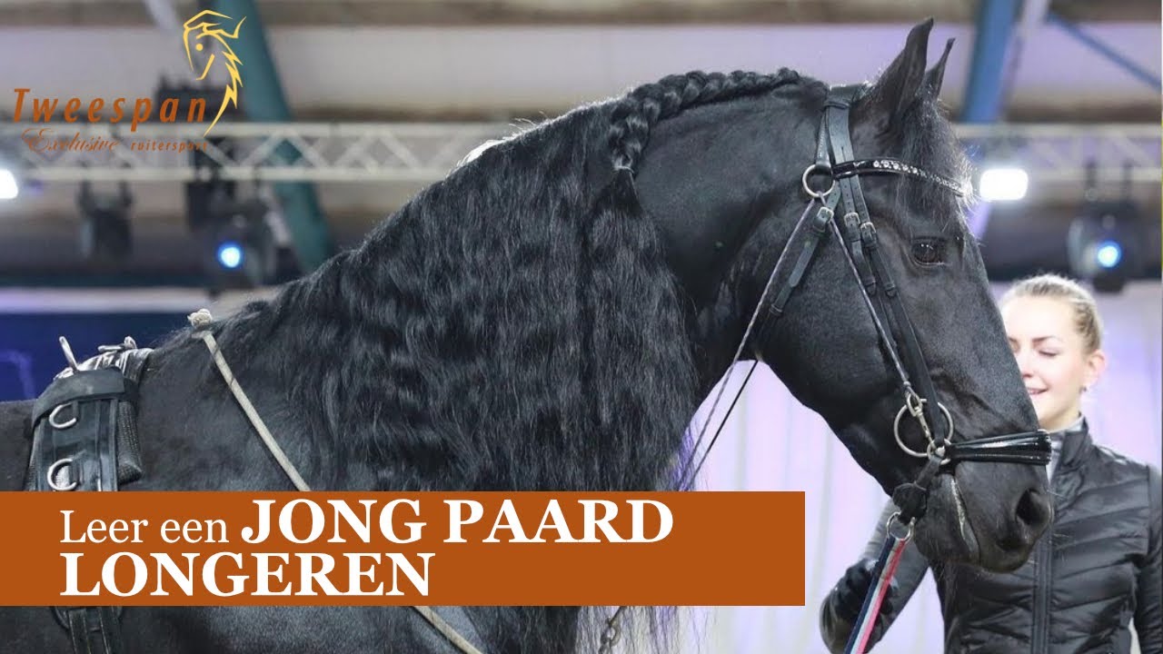 Leer hoe je een JONG PAARD moet LONGEREN