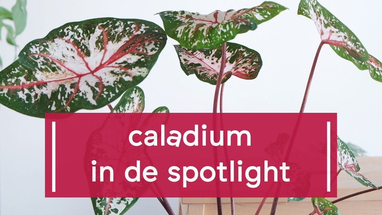 Zo verzorg je een Caladium
