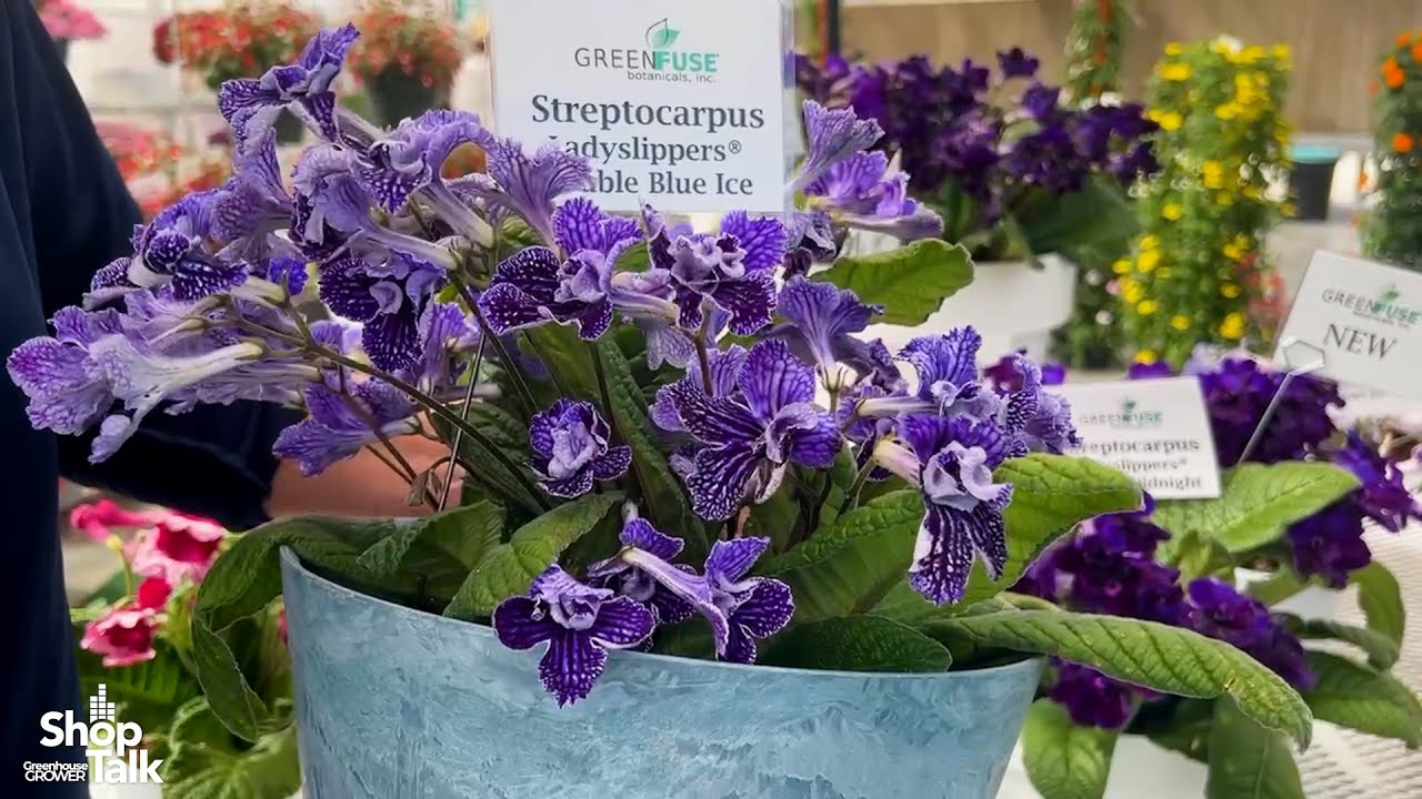 California Spring Trials 2025: Streptocarpus Lady Slippers Series at Green Fuse Botanicals