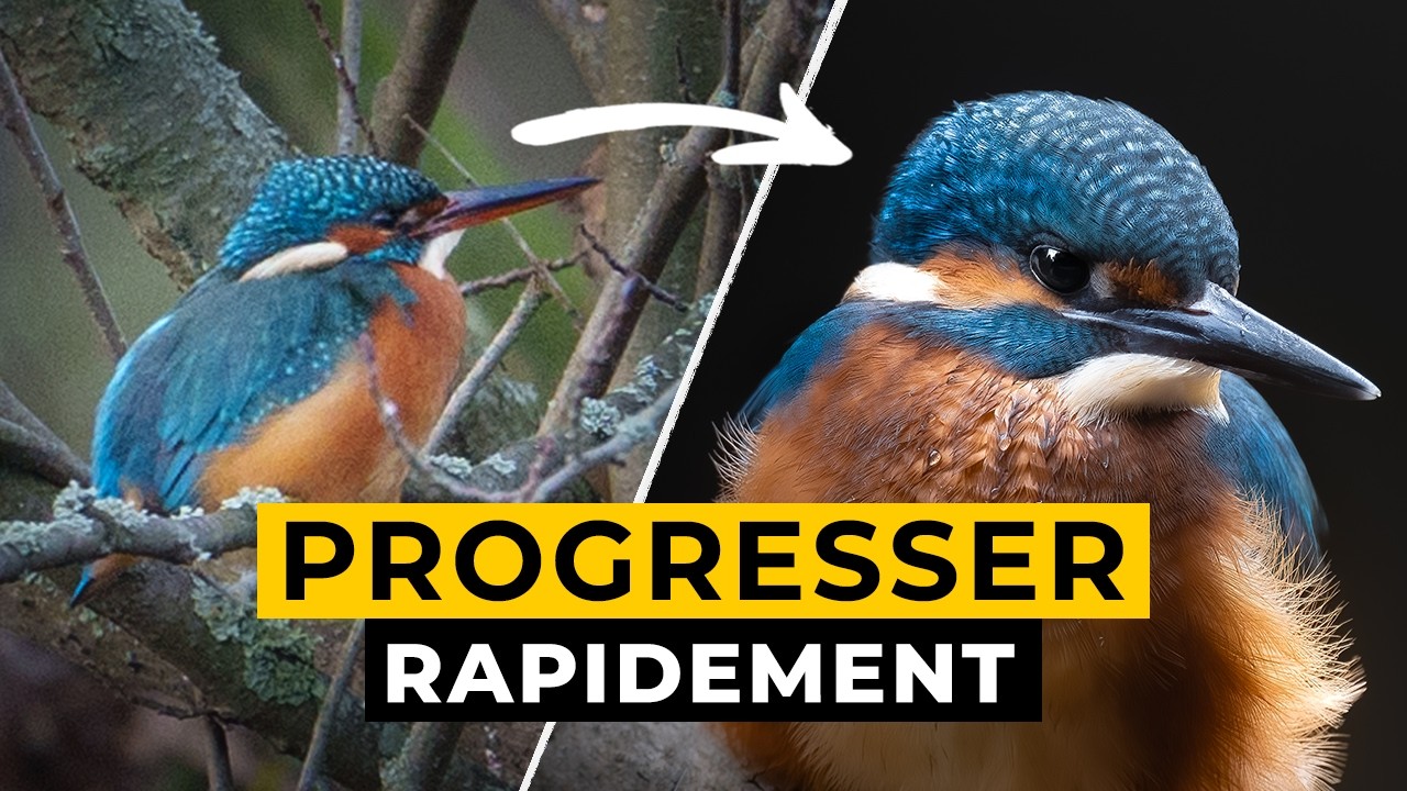 5 façons d'améliorer vos photos animalières