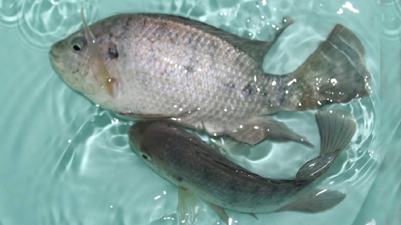PEMIJAHAN IKAN NILA SECARA ALAMI, DIJAMIN BERHASIL