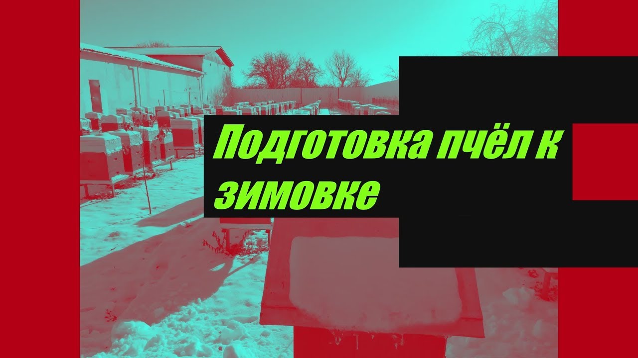 Подготовка пчёл к зимовке, возможные проблемы и пути их решений.
