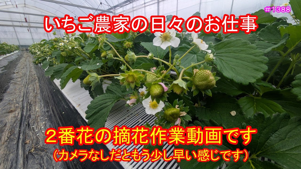 ２番花の摘花作業動画です（カメラなしだともう少し早い感じです）　いちご農家の日々のお仕事　＃１３８８
