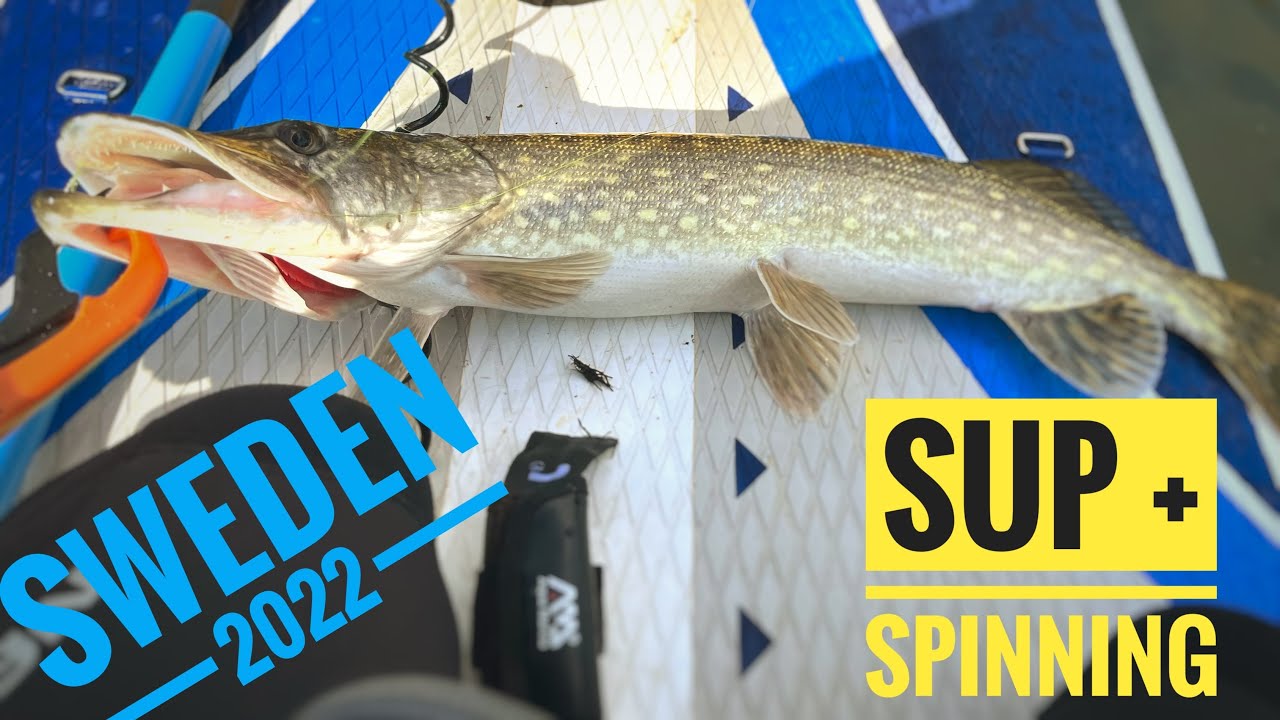 SUP fishing? Jasne, piękne szczupaki z SUPa