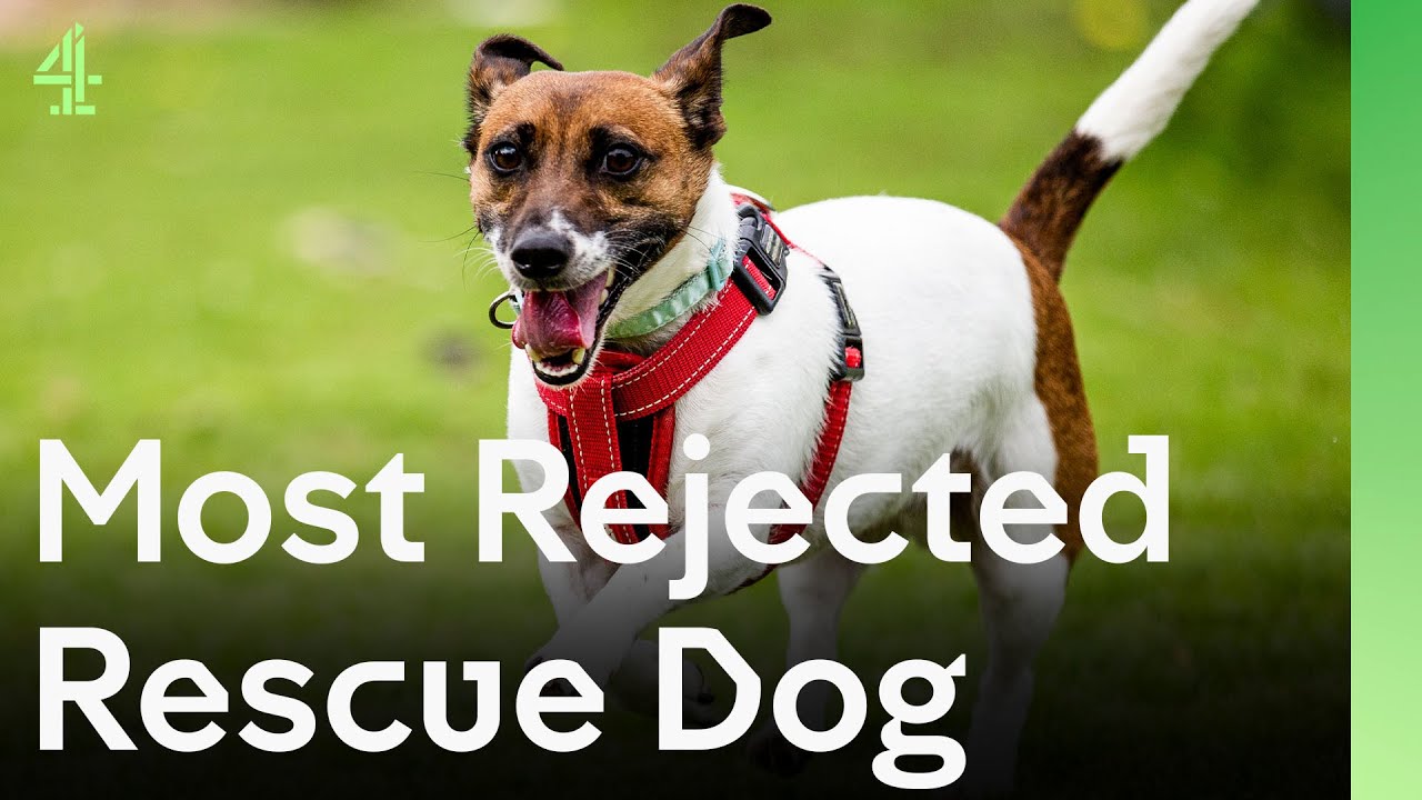 Shelter’s Most Rejected Rescue Dog Almost Loses Hope Until New Family Finds Him | The Dog House 🐶