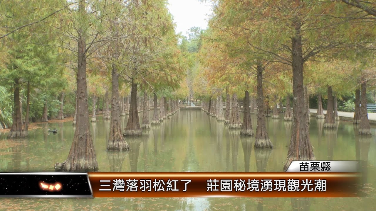 三灣落羽松紅了  莊園秘境湧現觀光潮│T-NEWS聯播網