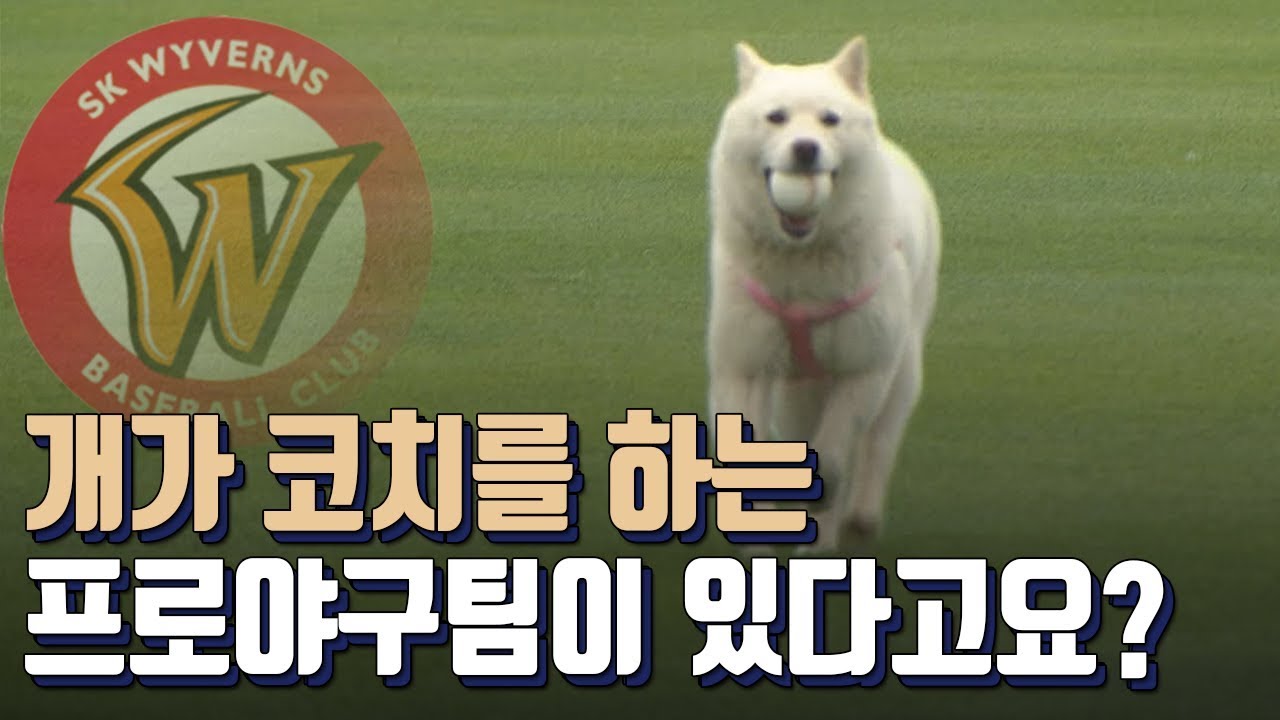 SK 2군 멘탈은 개가 책임 진다고요?! 힐링 코치 강비!