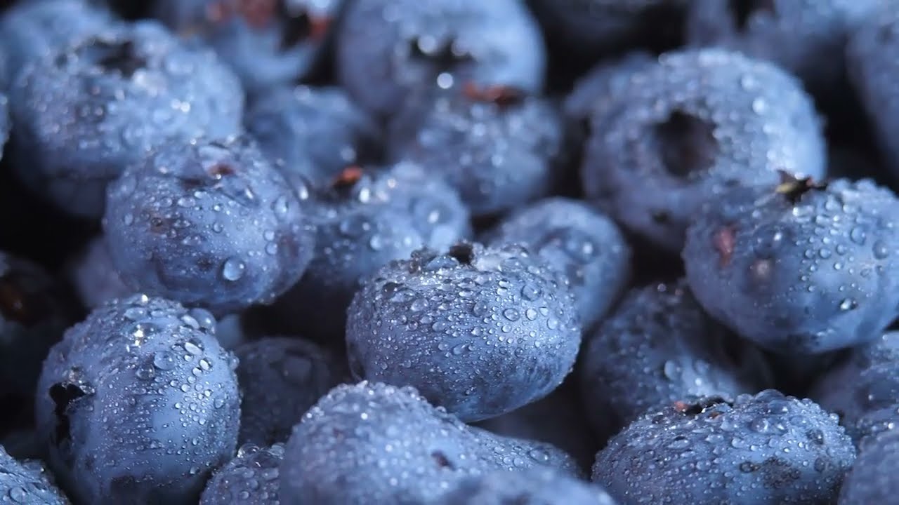 Blueberry (ဘလူးဘယ်ရီဆေး) အကြောင်း။