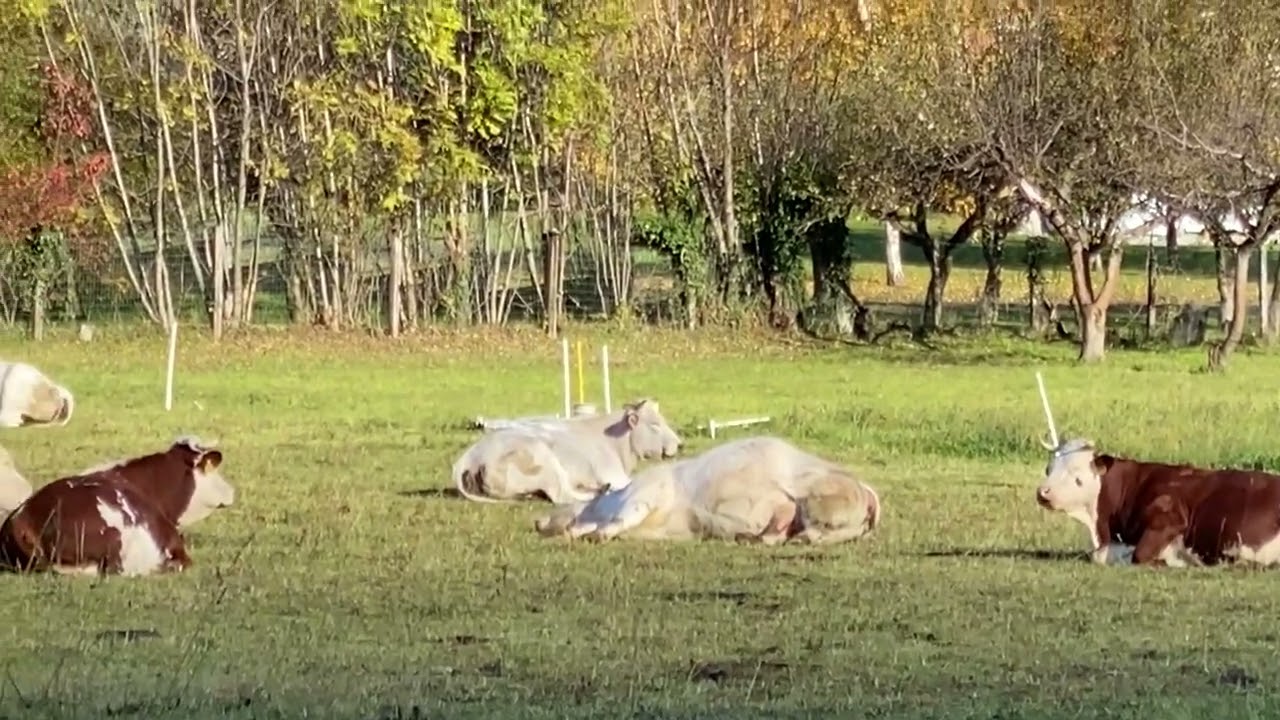 Val Pellice (TO)mandrie,greggi di ovini e caprini al pascolo bellissima realtà