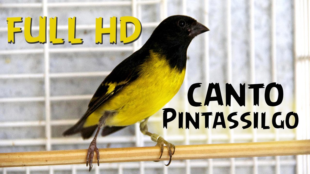 Pintassilgo campeão de canto Puro - Para Treinar Seus Filhores