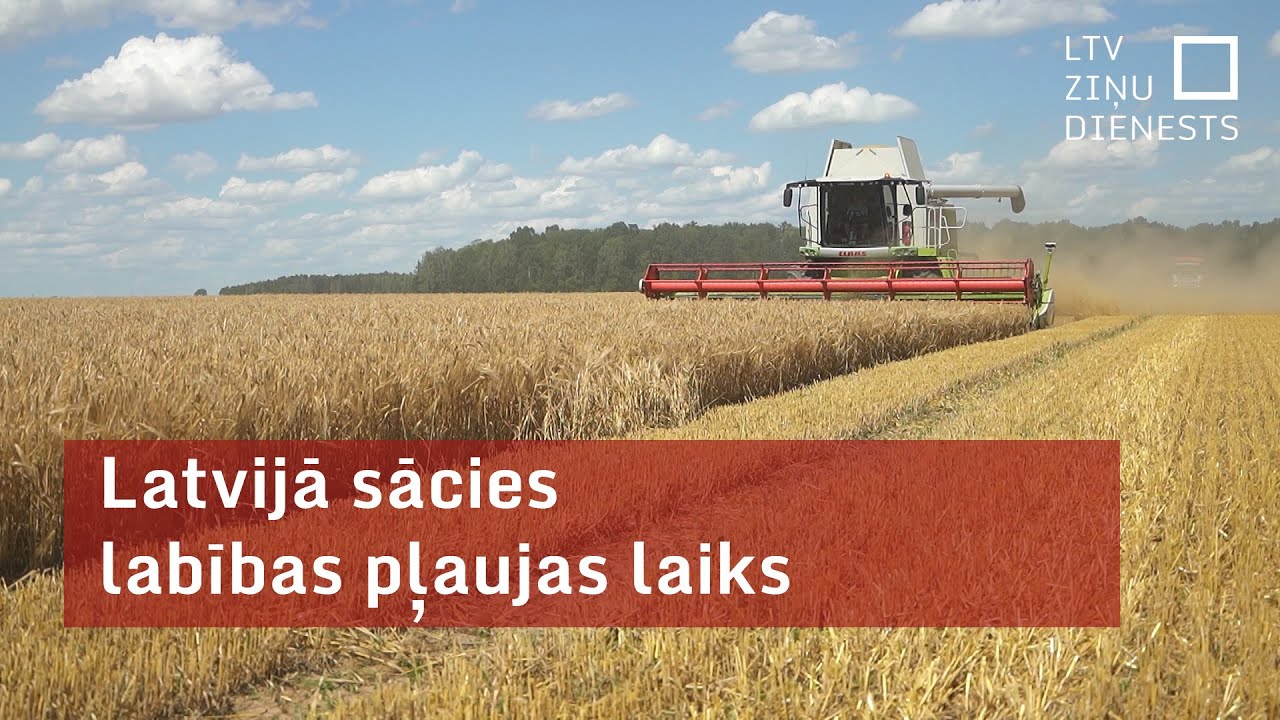 Latvijā sācies labības pļaujas laiks