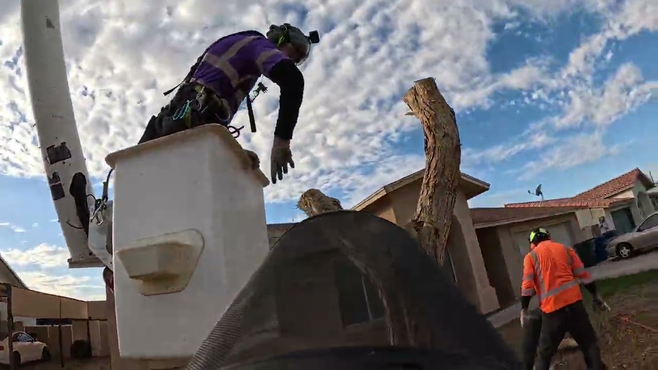 Mega MAGA tree removal 