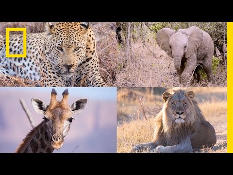 Incredible Safari Hyperlapse: See Elephants, Lions, and More Up Close | Short Film Showcase