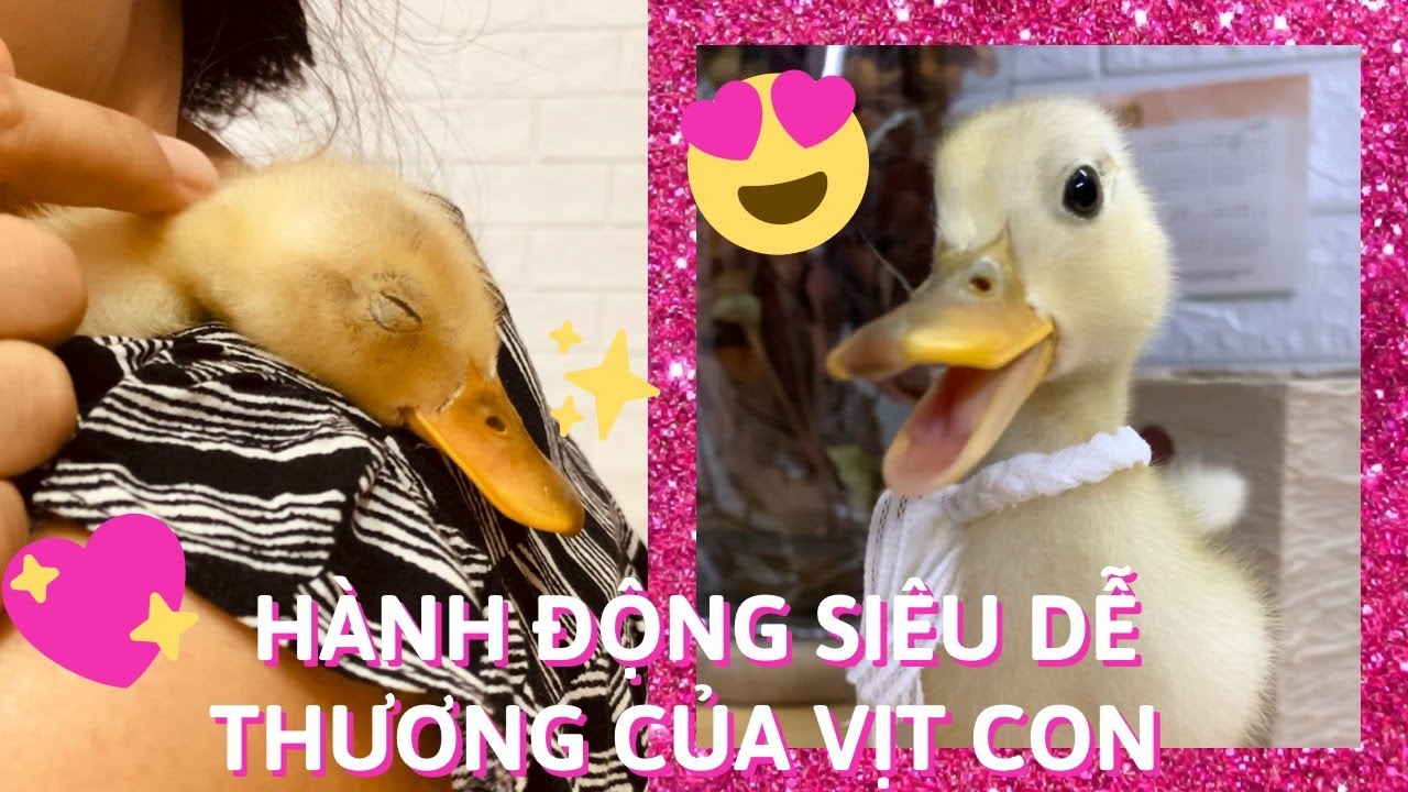 Những Hành Động Siêu Đáng Yêu Của Vịt Con | Vịt Con Thích Được Ôm Ấp | Duckling's Cute Action