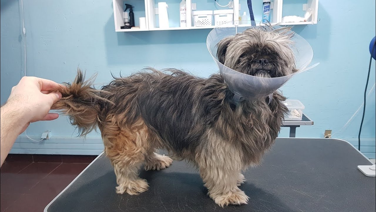 Grooming An Old And Aggressive Dog