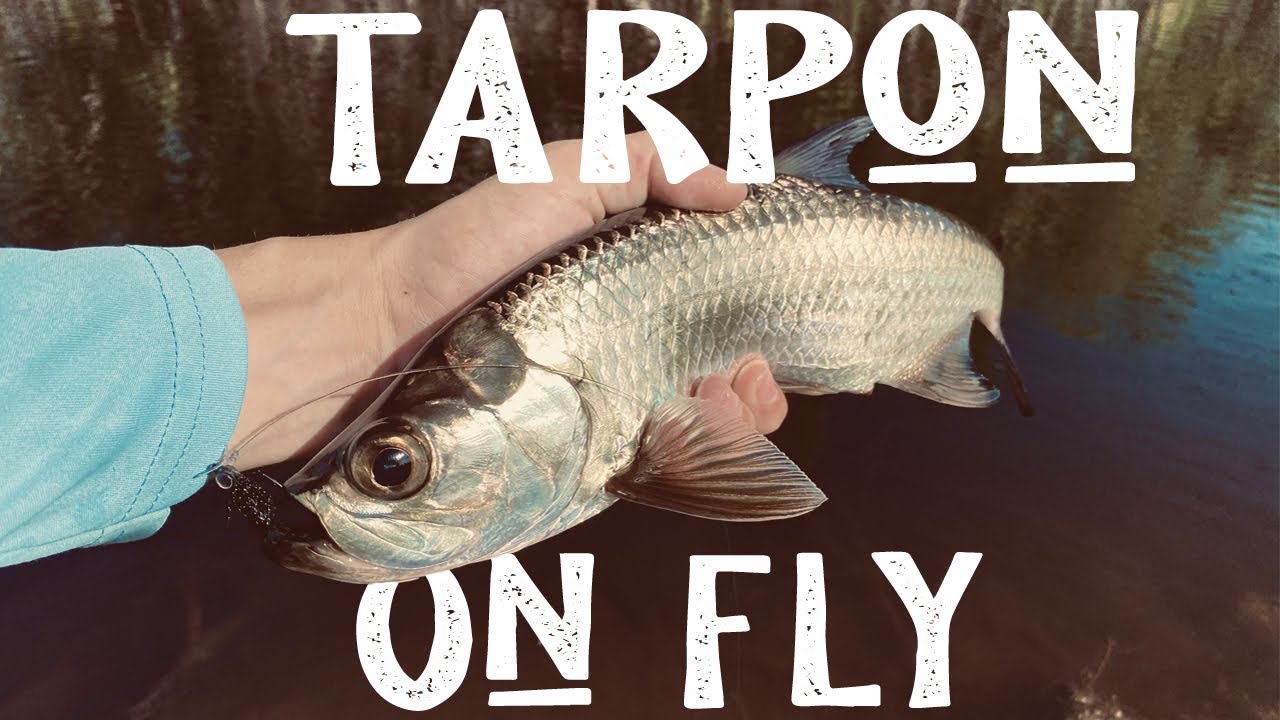 Catching Tarpon in Tiny Canals || Fly Fishing