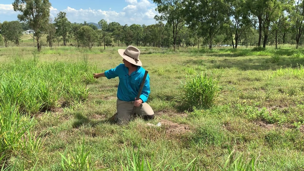 HOW TO PLANT LUCERNE FOR ROTATIONAL GRAZING